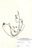 藏品(娥房藤)的圖片